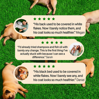 Give Your Dog What They Actually Need - Pure Kaki Grass Sticks